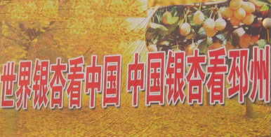 江苏银杏树品种大全(图1)