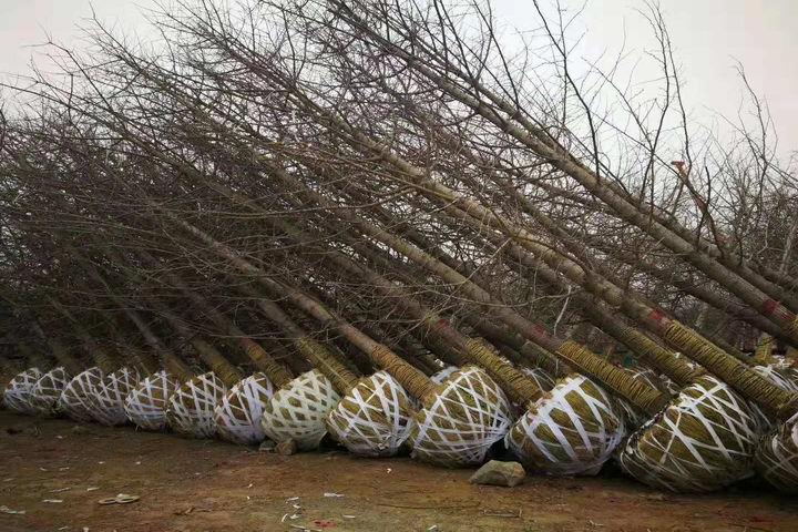 苗圃简介(图1) 苗圃简介(图1)